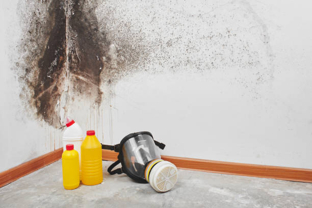 Mold Removal and Inspection in Saxon, SC