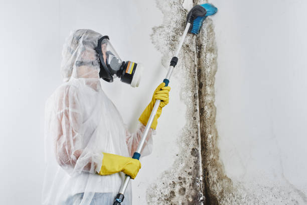 Best Same-Day Mold Removal  in Saxon, SC