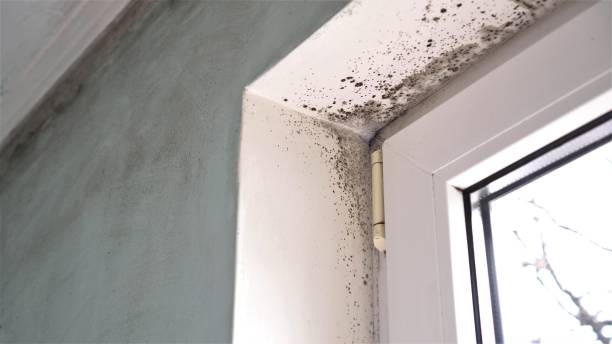 Best Residential Mold Removal  in Saxon, SC