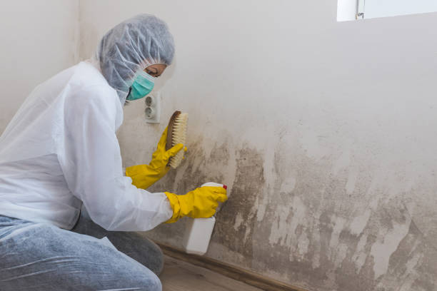 Best Mold Damage Repair  in Saxon, SC