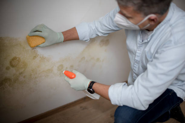 Best Home Mold Removal  in Saxon, SC