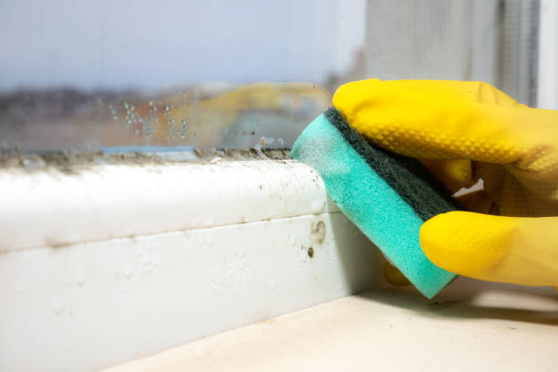 Best Affordable Mold Removal  in Saxon, SC