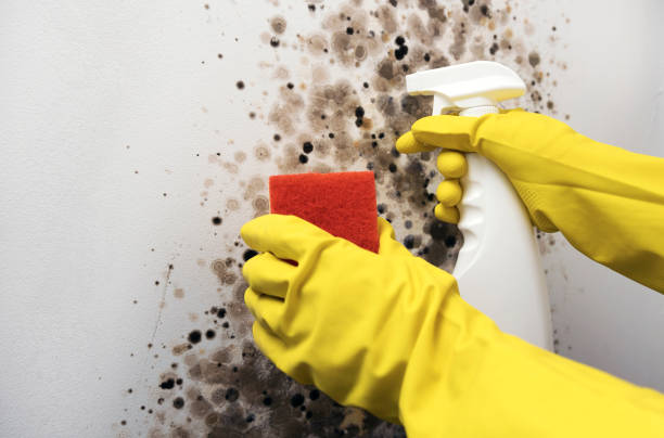 Saxon, SC Mold Removal Company