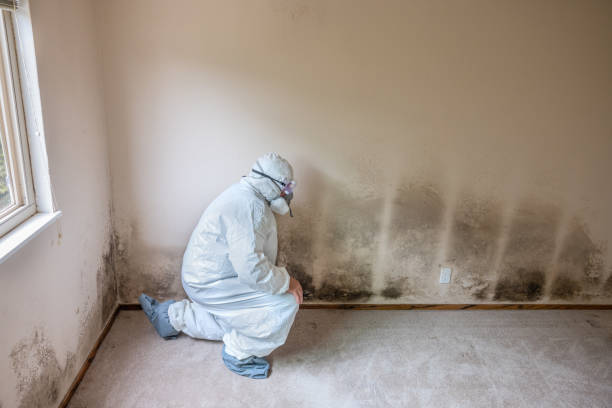 Best Black Mold Removal  in Saxon, SC