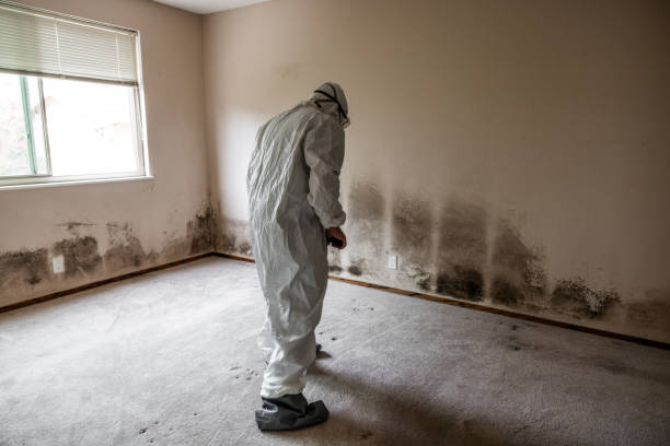 Best Mold Removal and Inspection  in Saxon, SC