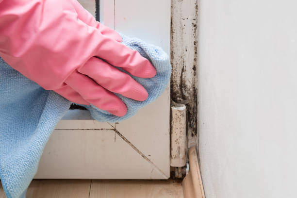 Best Mold Remediation  in Saxon, SC